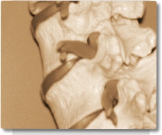 ChiropracticArt.com Spine Picture Close Up